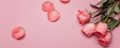 ​粉红玫瑰花语