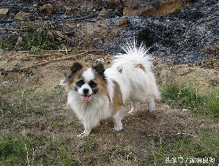 袖狗中国最古老的犬种之一，曾享誉天下，现如今却濒临灭种！