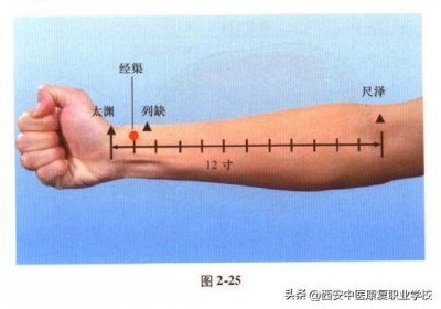 ​手太阴肺经经穴-经渠