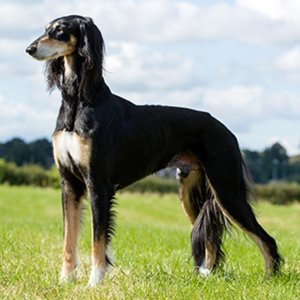 ​寻根问祖系列（68）：萨路基犬（Saluki）