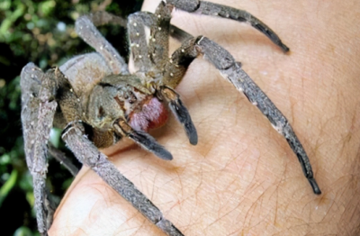 世界最毒蜘蛛，被咬后的男性会引起持续数小时的“勃起状态”